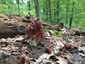 Vörösbarna papsapkagomba (Gyromitra fastigiata), Budai-hegység